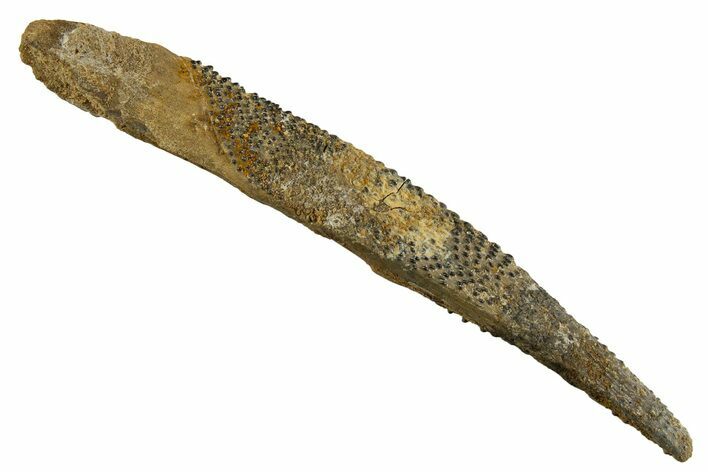 Fossil Shark (Asteracanthus) Dorsal Spine - Kem Kem Beds #329275